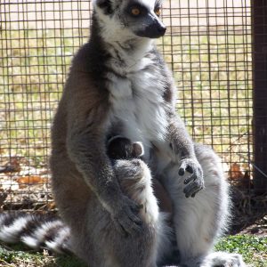 Ring tailed Lemur