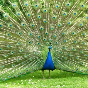 peacock